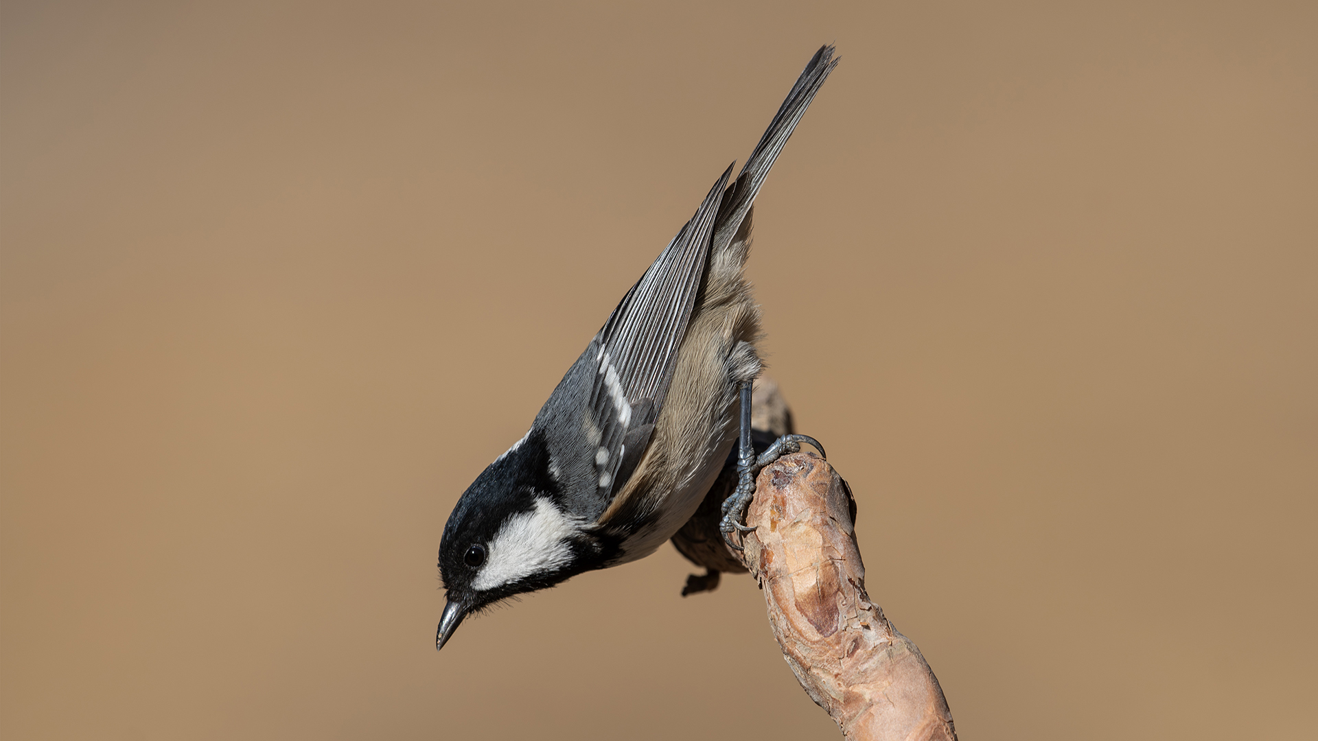 Coal Tit
